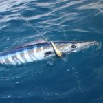 Wahoo_fishing_Miami-1.jpg